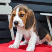Edwin, tricolor Beagle Welpen kaufen
