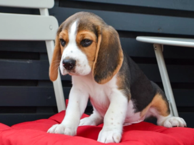Beagle Welpe kaufen