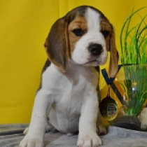Ernie, tricolor Beagle Welpen kaufen