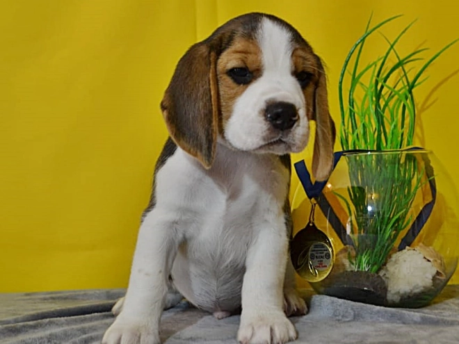 Beagle Welpe kaufen