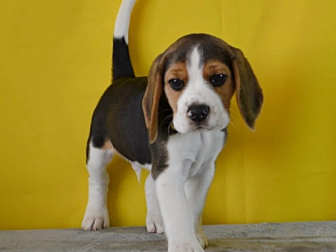 Beagle puppy for sale