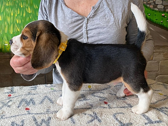 Beagle puppy for sale