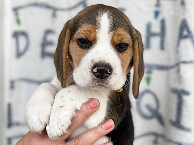 Beagle puppy for sale