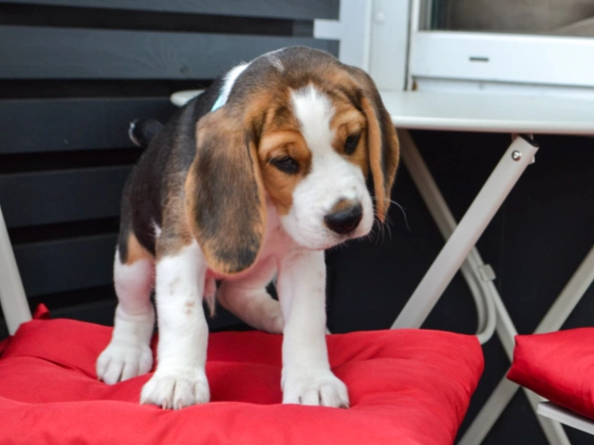 Beagle puppy for sale