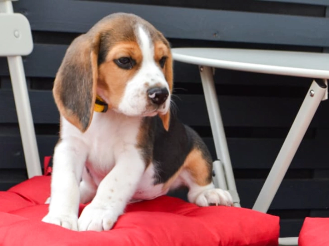 Beagle puppy for sale