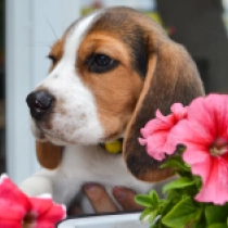 Ethan, tricolor Beagle Welpen kaufen