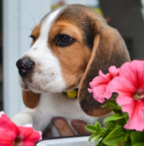 Perros Beagle en venta