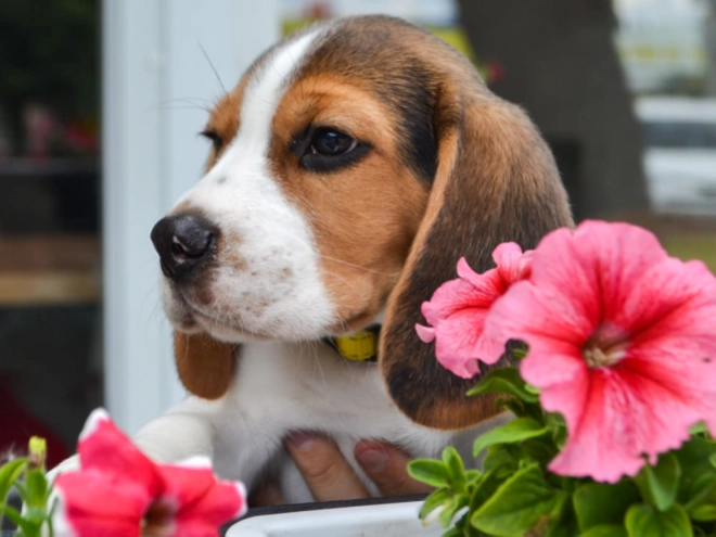 Beagle puppy for sale