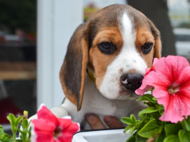 Beagle puppy for sale