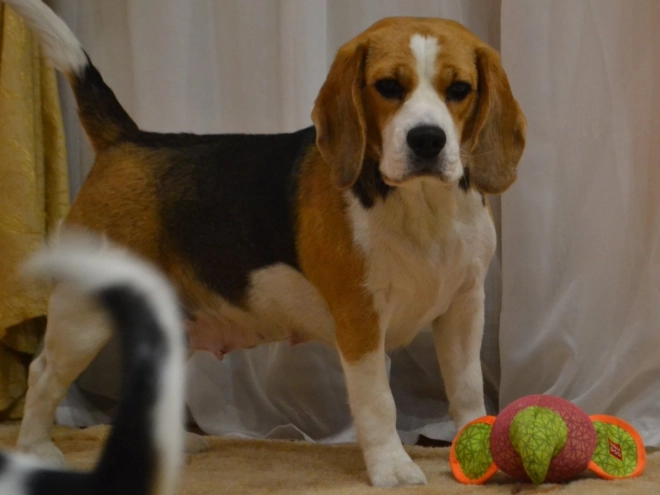 Beagle Welpe kaufen