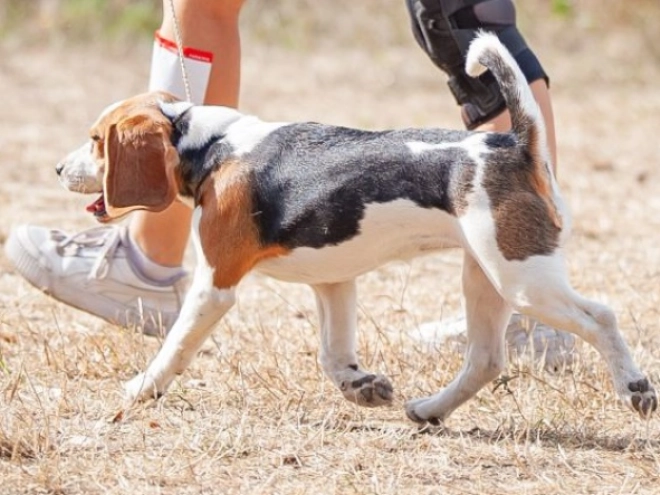 Beagle Welpe kaufen