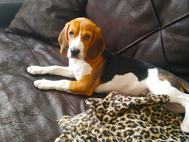 Beagle Welpe kaufen