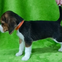 Cheerleader, tricolor Beagle for sale