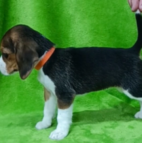 Beagle Welpe kaufen