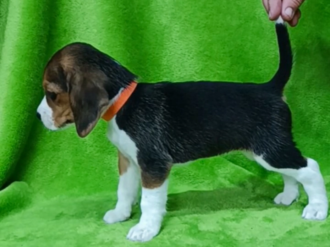 Beagle Welpe kaufen