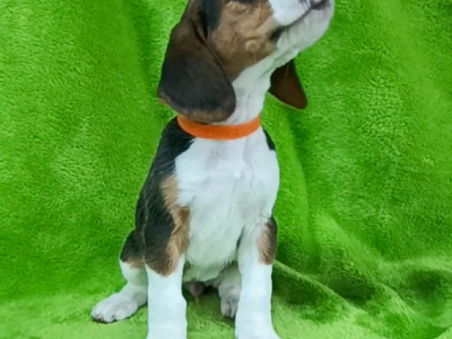 Beagle Welpe kaufen