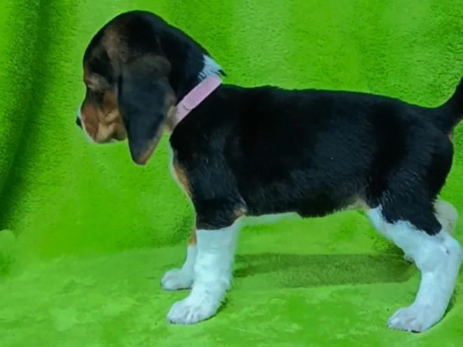 Beagle puppy for sale