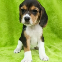 Cutie, tricolor Beagle for sale