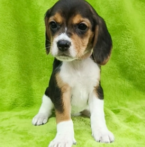 Beagle Welpe kaufen