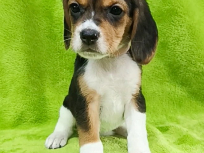Beagle puppy for sale