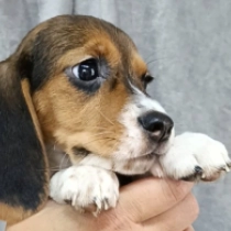 Cutie, tricolor Beagle for sale