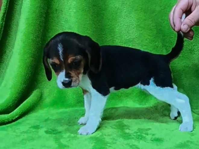 Beagle Welpe kaufen
