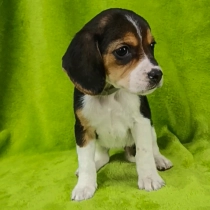 Fun, tricolor Beagle for sale