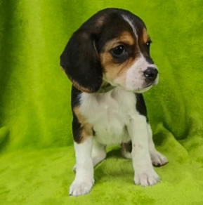 Beagle Welpe kaufen