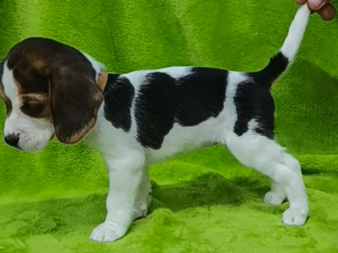 Perros Beagle en venta