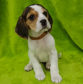 Beagle Welpe kaufen