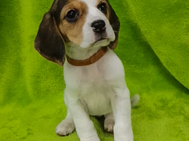 Perros Beagle en venta