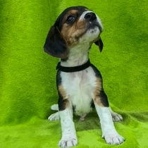 Baxter, tricolor Beagle for sale
