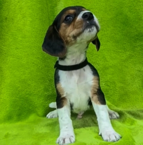 Beagle Welpe kaufen