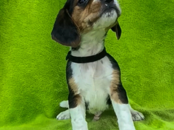 Beagle puppy for sale