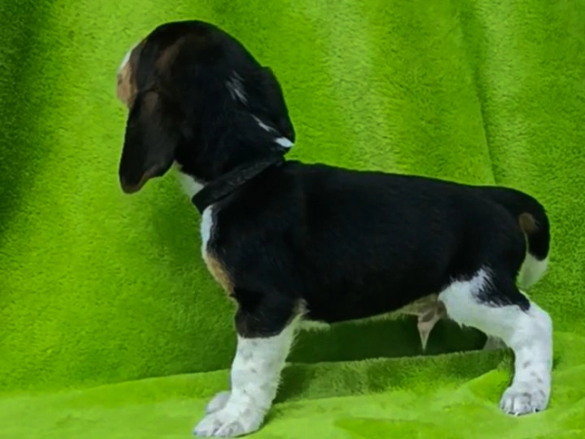 Beagle puppy for sale