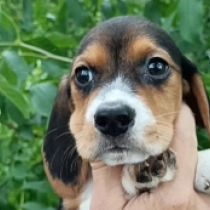Baxter, tricolor Beagle for sale