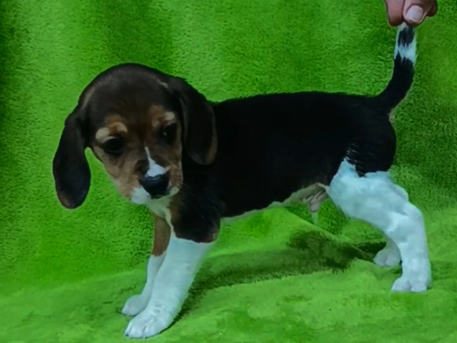 Beagle Welpe kaufen