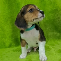 Frodo, tricolor Beagle for sale