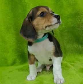 Beagle Welpe kaufen