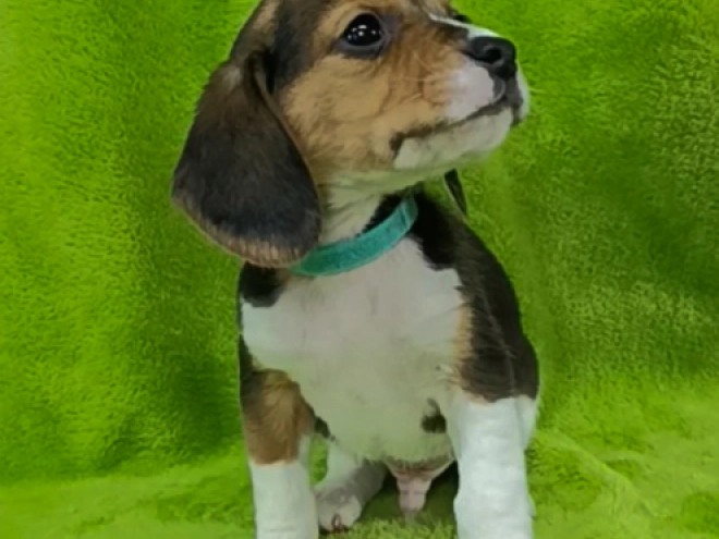Beagle Welpe kaufen