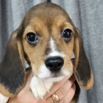 Frodo, tricolor Beagle for sale