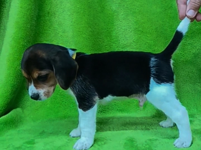 Beagle puppy for sale