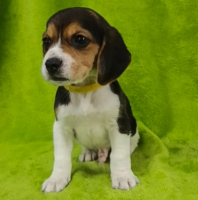 Beagle Welpe kaufen