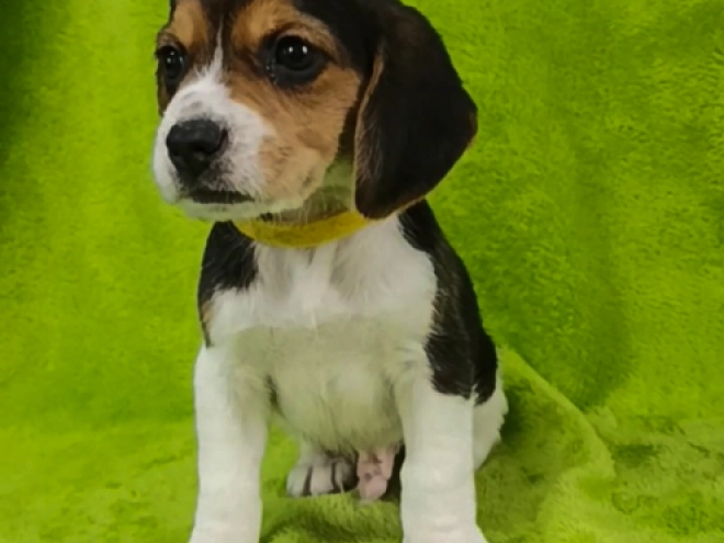 Beagle puppy for sale