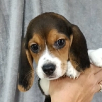 Nipper, tricolor Beagle for sale