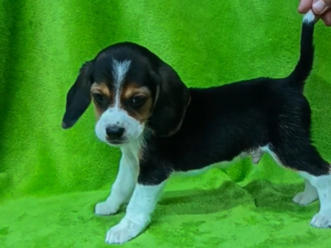 Beagle puppy for sale