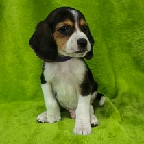 Peanut, tricolor Beagle for sale