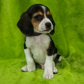 Beagle Welpe kaufen
