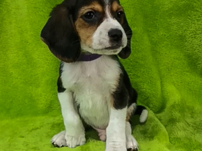 Beagle puppy for sale