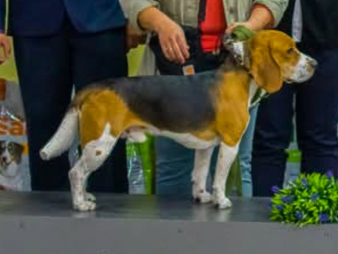 Beagle Welpe kaufen